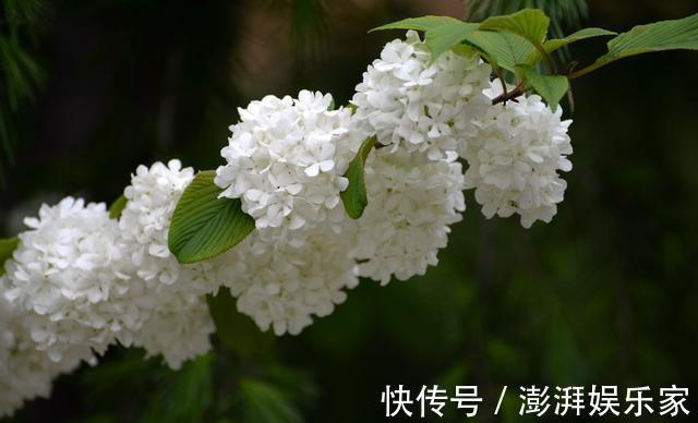 严寒|不会养花就养它,不畏严寒,不怕酷暑,春季开成“大雪球”!