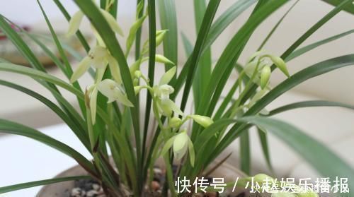什么淘米水、黄豆水都不如它,用来养兰花,新叶侧芽一起长
