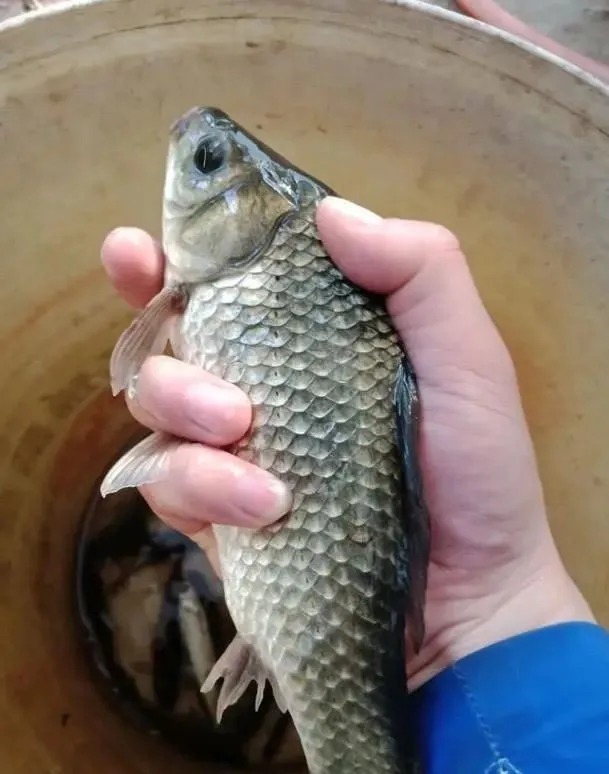 入冬后钓鱼要钓深,钓底?很多时候不仅要钓“浅”还要钓“浮”