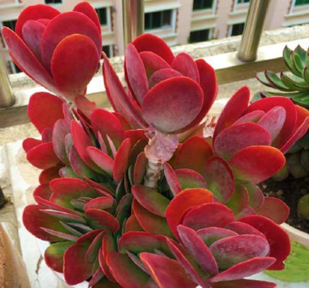 10月养多肉唐印,了解掌握5个要点,叶片红艳似蒲扇,美极了