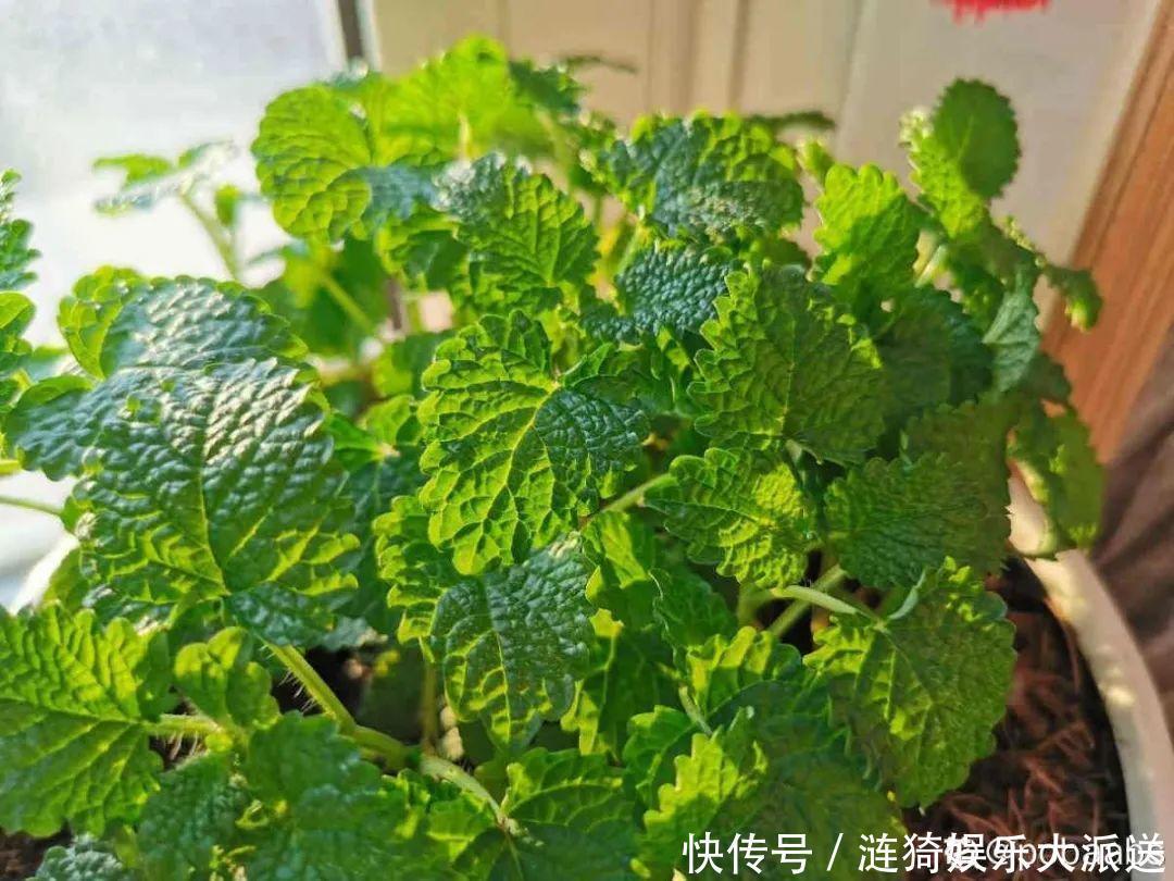 猪笼草|7种花插土里,立马长满院子,蚊虫不敢靠近!