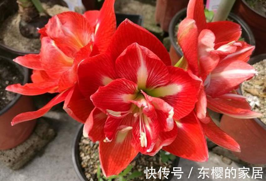 技巧|草木灰能“补钾壮根”，但是使用方法有技巧，用错就会黄叶僵苗