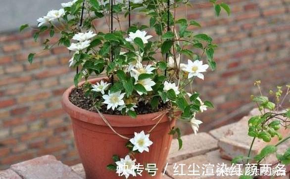 浇水|阳台养花草盆栽，秋冬该如何浇水？学会2招干湿判断技巧就够了