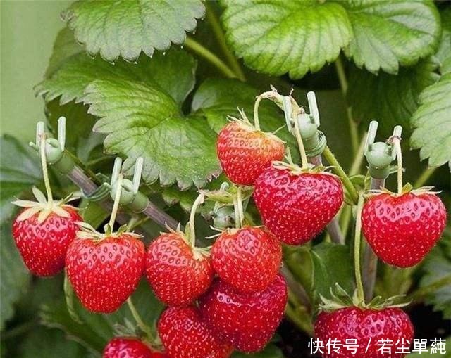 养花不开花用点“它”，催花好“助手”，喷一点点，花量翻倍！