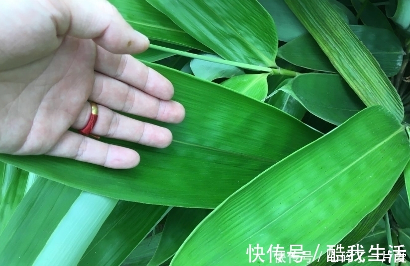 粽叶|吃了这么多年的粽子，你知道粽叶是什么叶子吗？粽叶树长什么样？