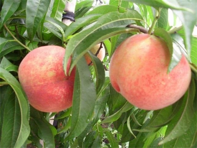 免疫力|想长寿得会吃,三种食物换着吃,补充营养,提高免疫力、早吃早好