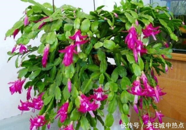 养蟹爪兰,入冬后3个地方不能放,否则影响开花!