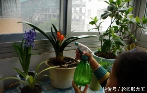 还傻傻用淘米水浇花?难怪浇一颗死一盆,教你一绝招养花轻松爆盆