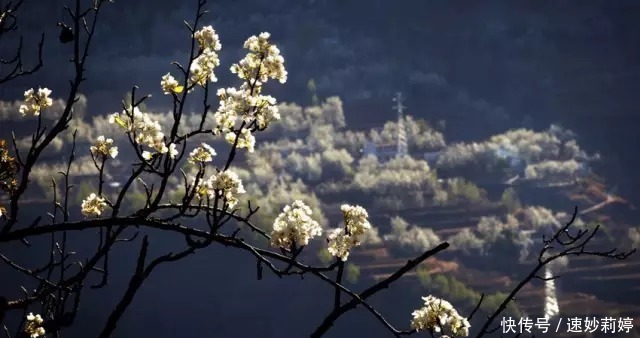 格桑花|春天，跟着花开去旅行，金川梨花白如雪