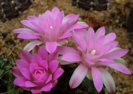 绵毛|8种奇异有趣的仙人掌,见过5种的人就神了