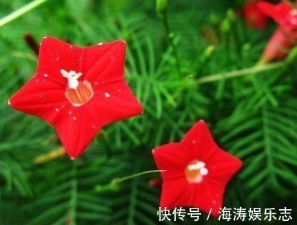 此花人称“晒不死”,花叶俱美“似五角星”,比菊花有趣,开90天