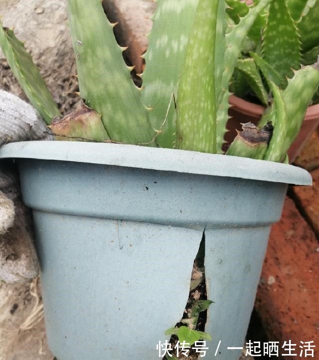 花上长了这个,再不换盆,就要憋死了!花上长了这个,再不换盆,就要憋死了!