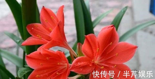 “此花”一年开4、5次,好养开花美,朋友看了多夸赞,比君子兰强