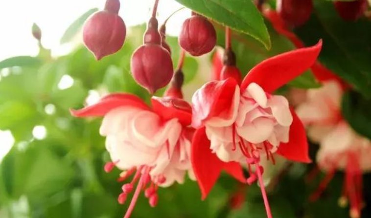 大户|4种花是“开花大户”,家里养两盆,四季有花赏,漂亮又好养