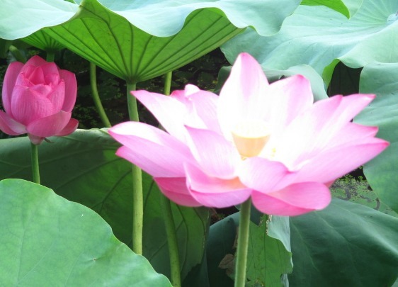 家里有小院,不妨养这些花朵,花期长又美貌,花儿开成团,超漂亮