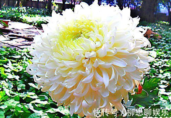 喜欢菊花,就养盆“珍品菊花”玉弥陀,花开似白玉绣球,一尘不染