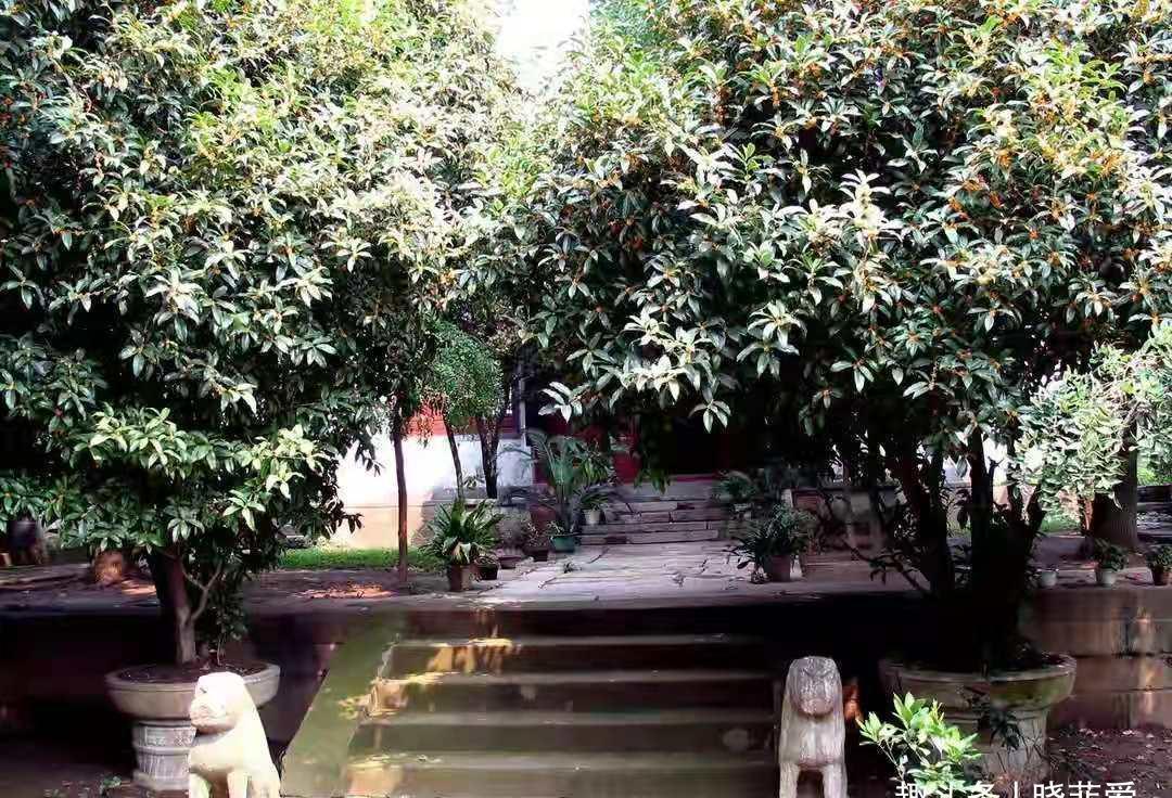 佛手|院子里适合种7种“镇宅树”,随便种一棵,“旺财添福”更旺家