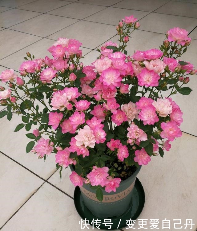 世界名花“天荷繁星”，花美似荷花，阳台养一株，四季有花看！