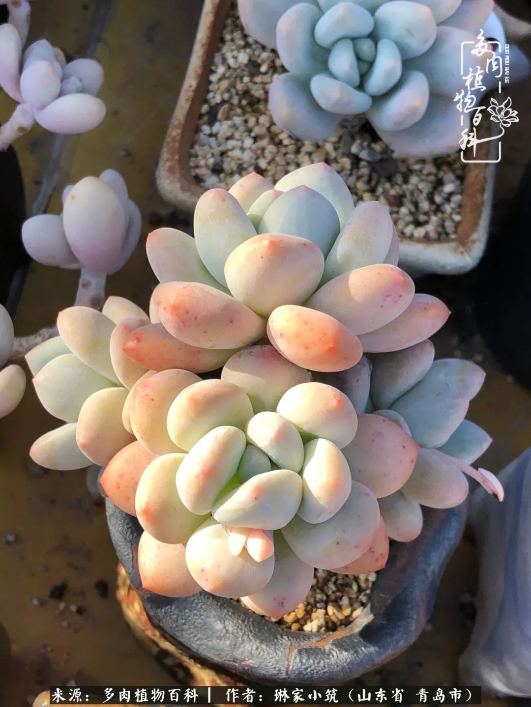 多肉|有史以来最厉害的一场寒潮，治好了我养多肉这些年的“坏毛病”