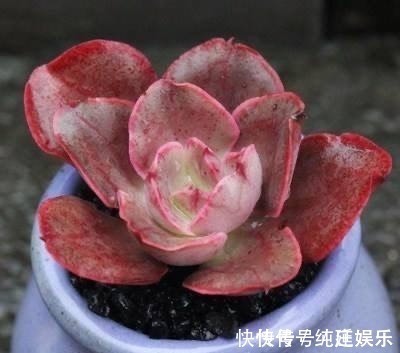 多肉植物|喜欢养多肉就挑漂亮的养,12款迷人的紫色多肉,好看还好养