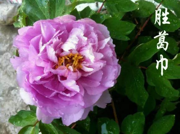 喜欢牡丹花，却一不小心买到芍药！附牡丹花品种图鉴大全