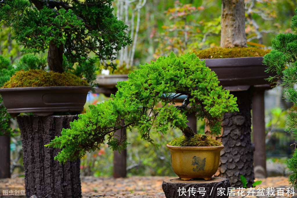 盆栽罗汉松,最吉祥的庭院主景树,可遇不可求