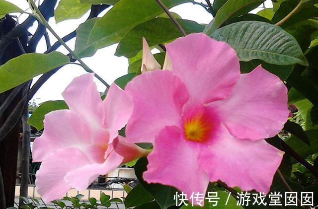 喜欢爬藤植物,3种总有一种你喜欢,花量大花期长还好养