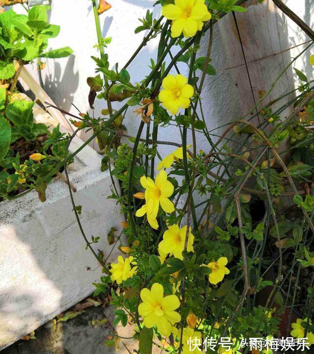 枝条|1种花,扦插就活,10天长根,能养成盆景,开成漂亮的“烟花”!