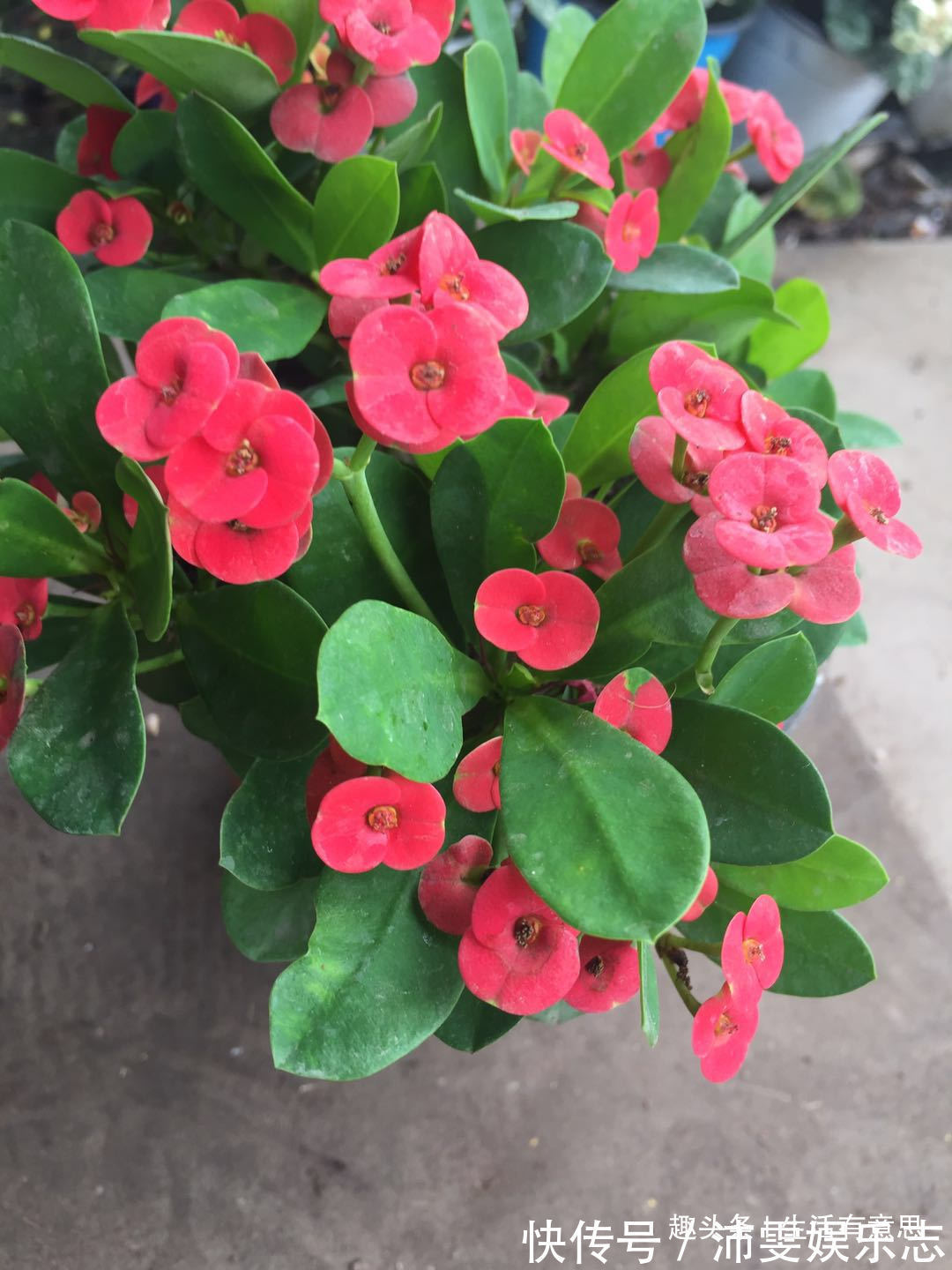 铁海棠,勇猛不失儒雅,修剪小技巧,花开年年爆,1盆变10盆!