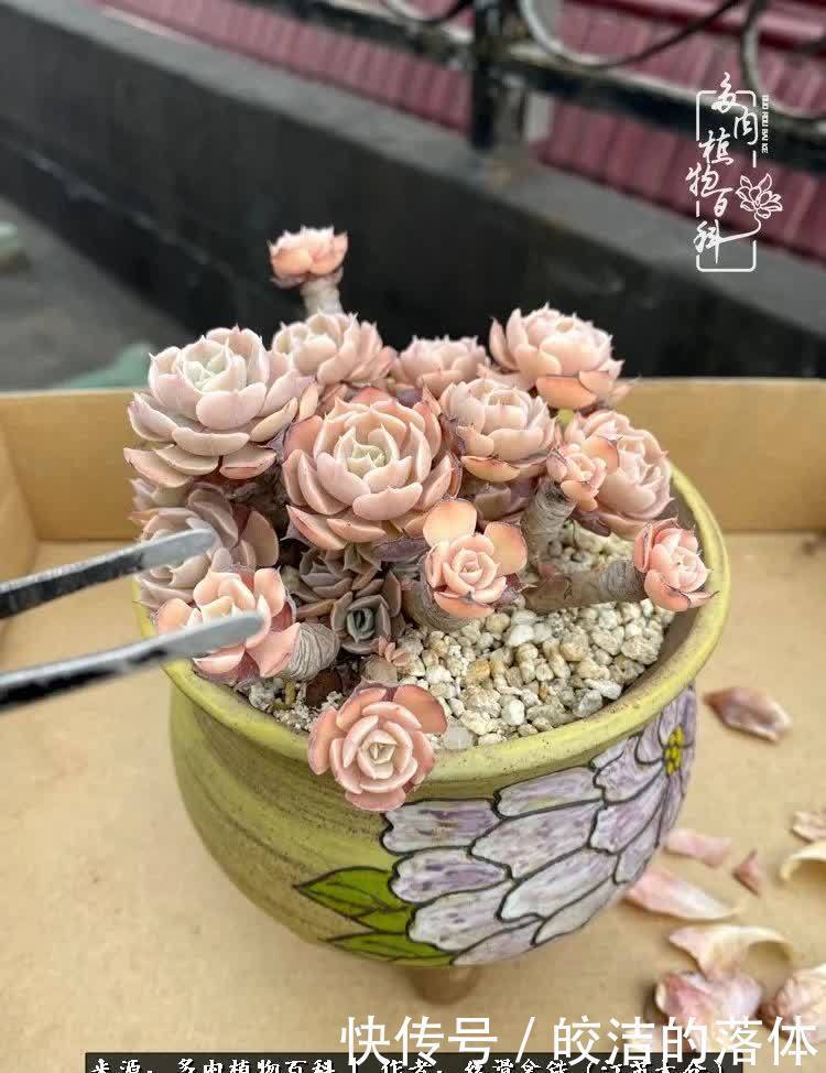 阳光露台多肉,天时地利人和!美肉知时节,当春乃发生!