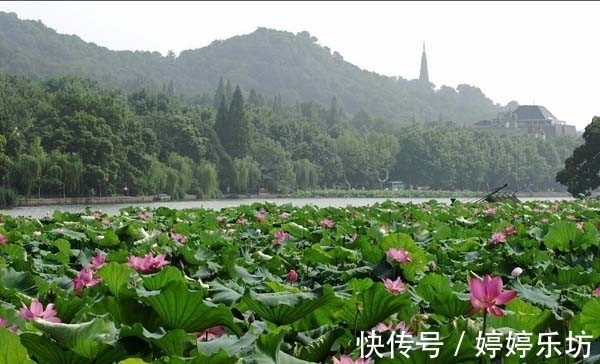 诗人|写荷花高手杨万里，仅用两首七绝，就写尽西湖荷花之美