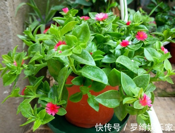 养护|牡丹吊兰总是不开花教你3个养护小妙招,花开满枝头轻松爆盆