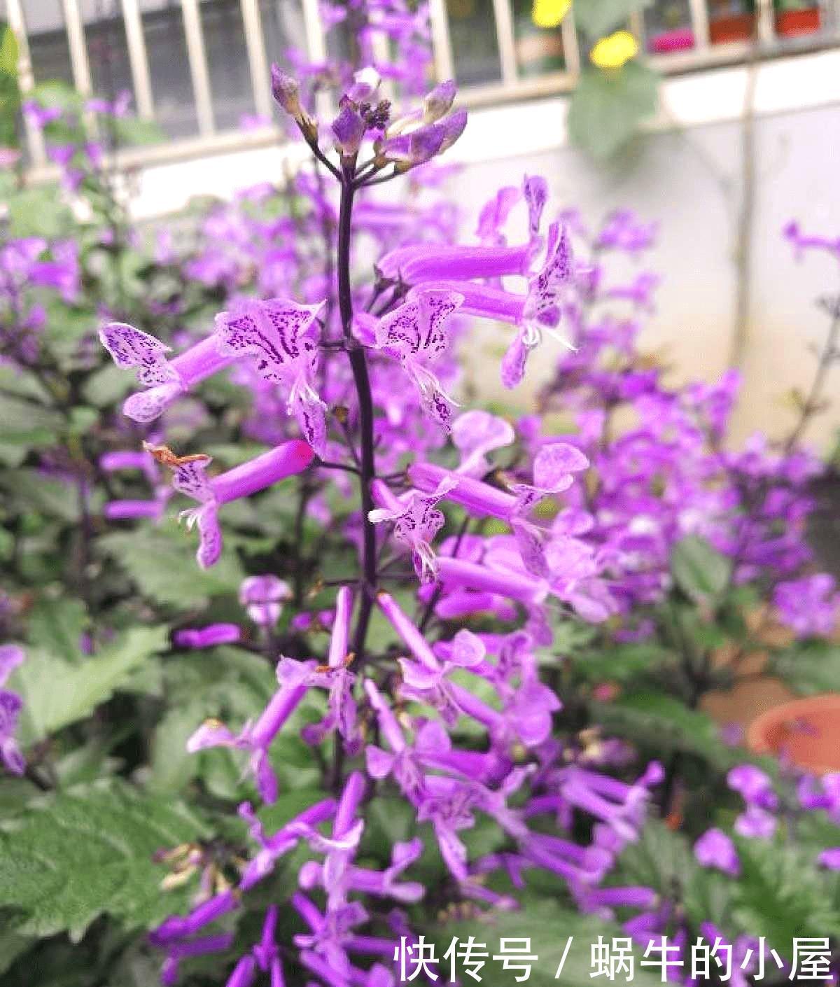 不抱希望，跟风买了网红花，却有意想不到的收获