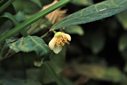 隐藏在西湖群山的村子，有800亩茶园，因茶被乾隆称赞而闻名天下