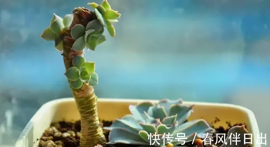 叶子|夏季天热,多肉易黑腐化水?别着急,学会这些问题统统能搞定