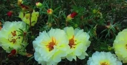 太阳花|这些盆栽花卉是家里最好养的,想养死都难赶紧养一盆