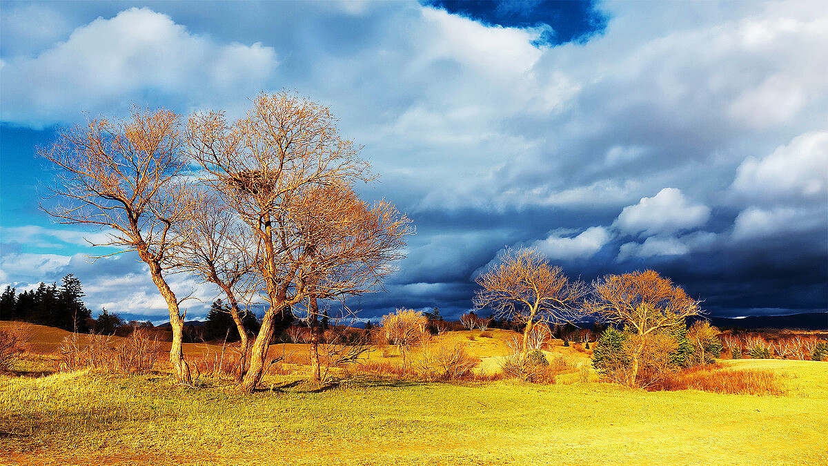 烟火@雨打梨花深闭门,孤负青春,虚负青春
