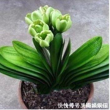 无花果树|六种“冻不死”植物,沾土既活,放在家里满屋香!身体还会更健康