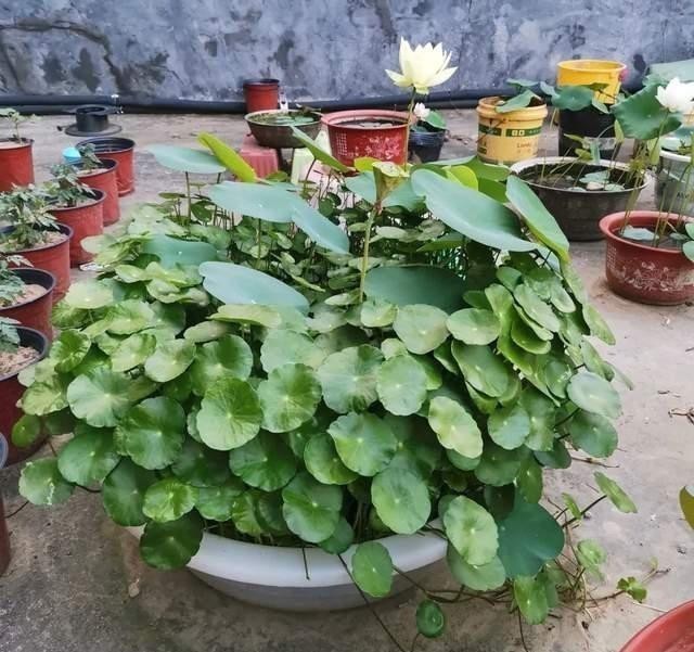 花都是浇死的，给花浇水有门道，教你这三点，以后养花少走弯路！