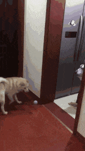 |搞笑GIF:闺蜜说她找到了男朋友,差点我就相信了