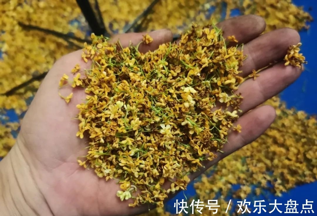 小药|冬钓鲫鱼常用的5种“添加剂”，记住用法用量是关键！