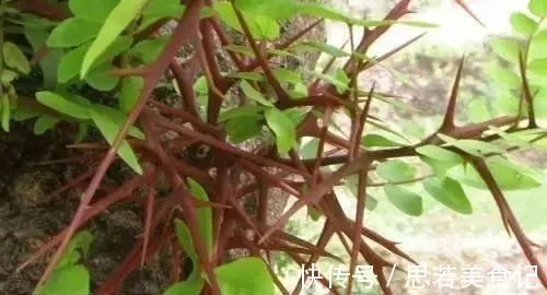 皂角刺|一根皂角刺，治病大功效！4种妙用法，4大疾病，百治百效！