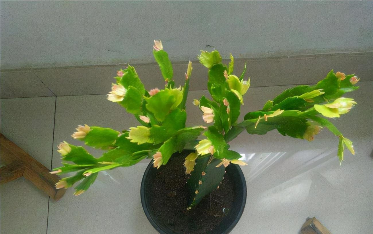 冷天,蟹爪兰有5怕,避开才能长满“钢片叶”,一年比一年开花多