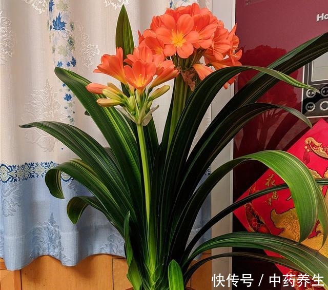 君子兰摆放“3禁忌”,避开它,根壮叶绿!