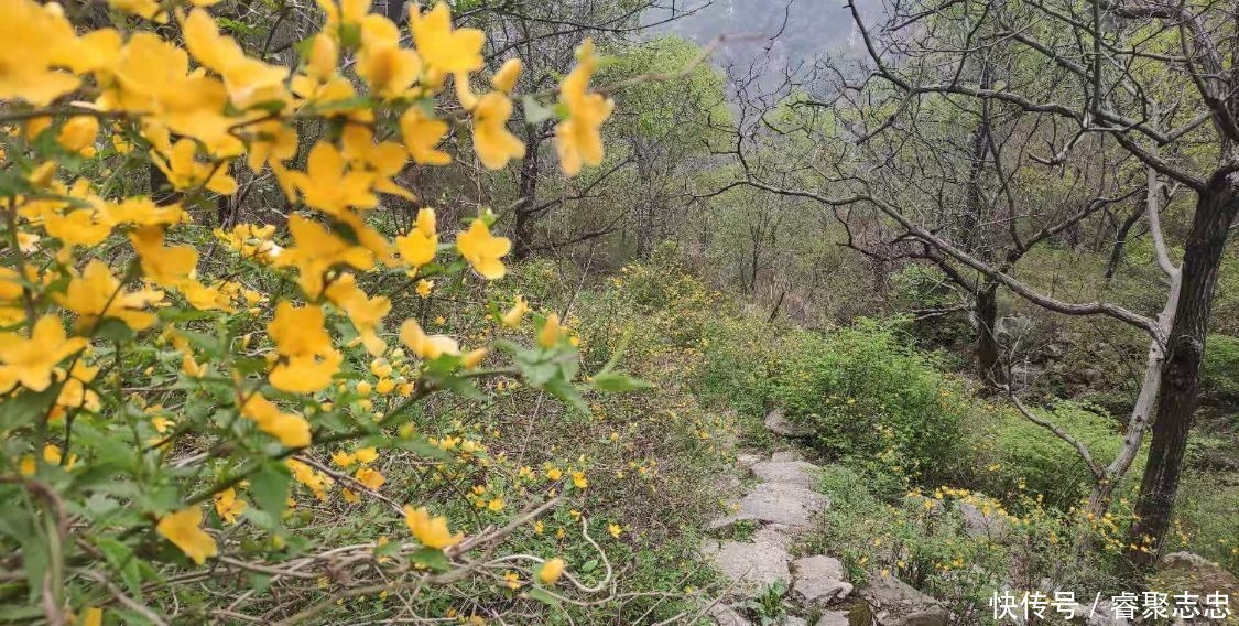 西安向南1小时，秦岭大峪里金黄色的棣棠花开了，景美人少还免费