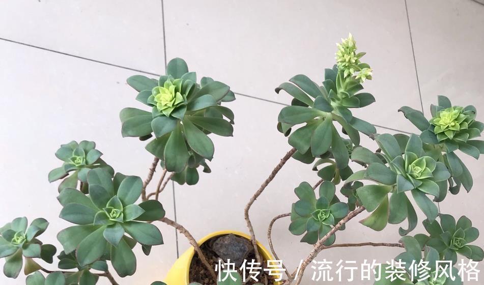 修剪|多肉艳日辉,看着不起眼,但做好这些却能轻松养成老桩