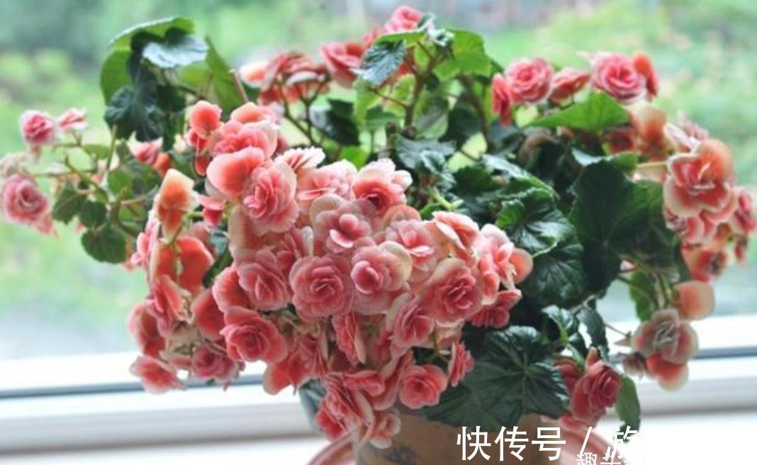 空气再干燥,“12种花”也别喷水,容易黄叶、腐烂和枯萎