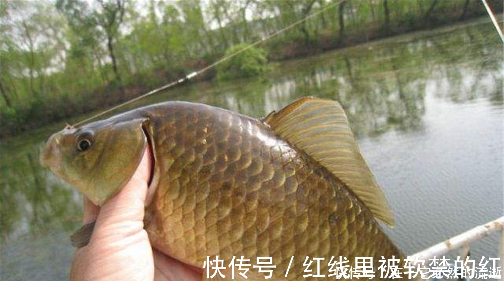 动物蛋白|这些都是鲫鱼爱吃的食物,用来钓鲫鱼,一钓一个准