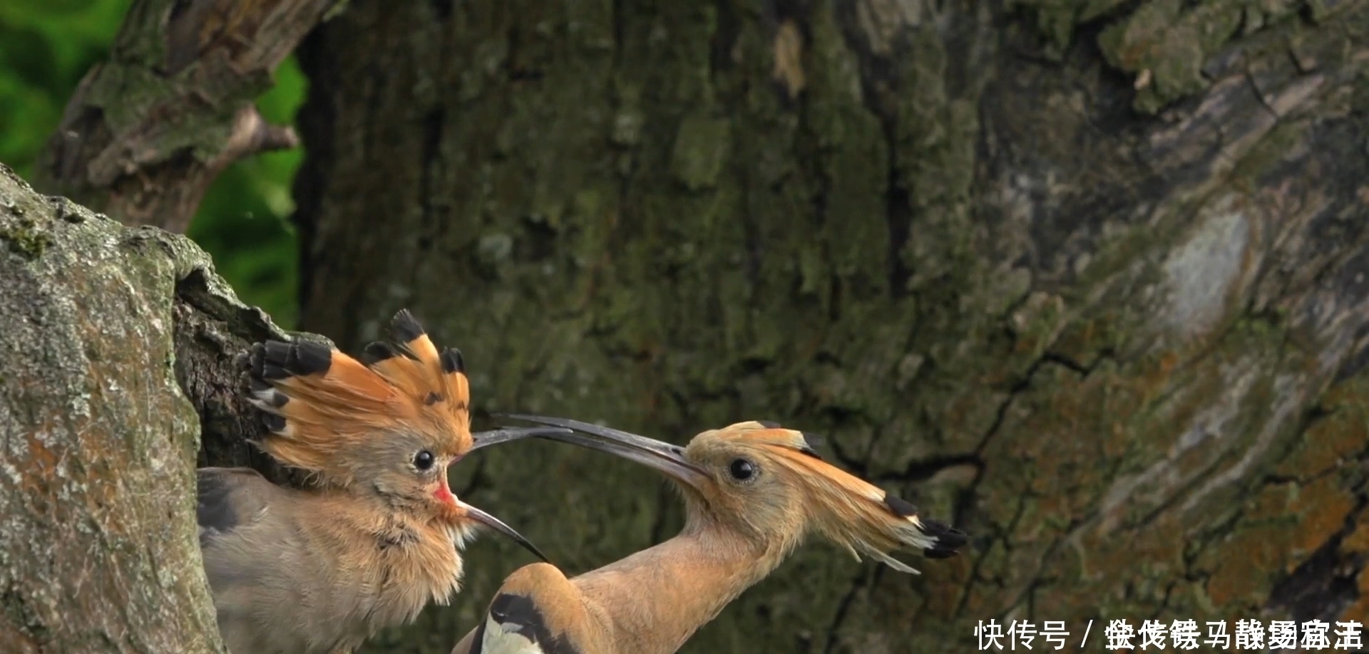 出息|出生在这几时辰的孩子,是最有出息的,让家里越来越富裕