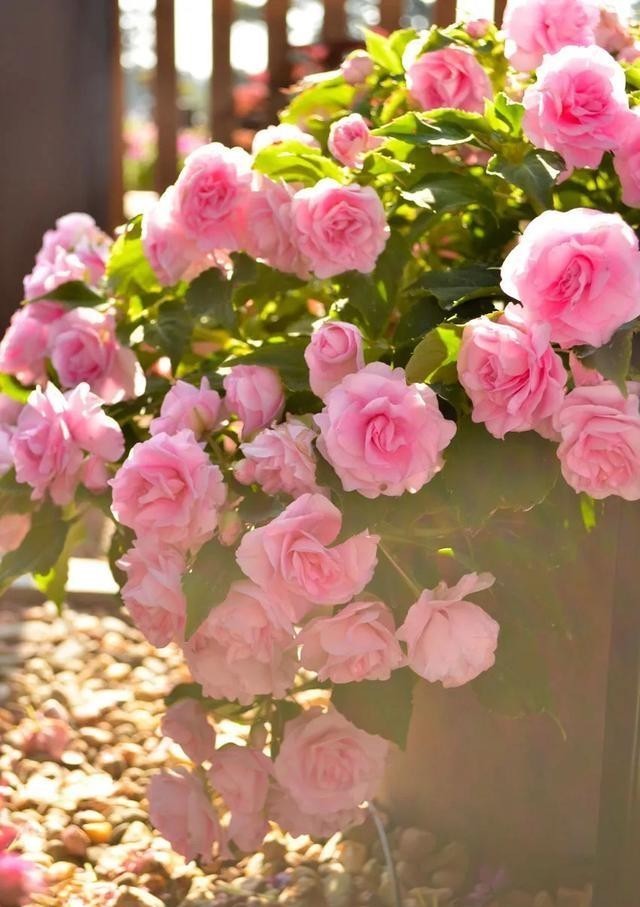 角落|嫌丑扔阴暗角落一个月,看到它开出的花,我后悔莫及!